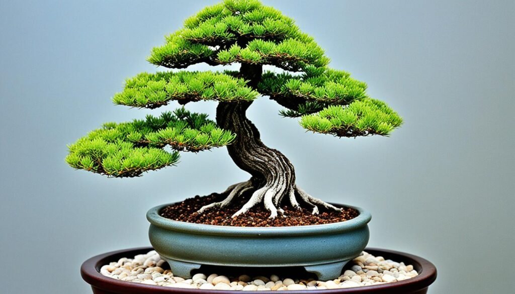 Bonsai