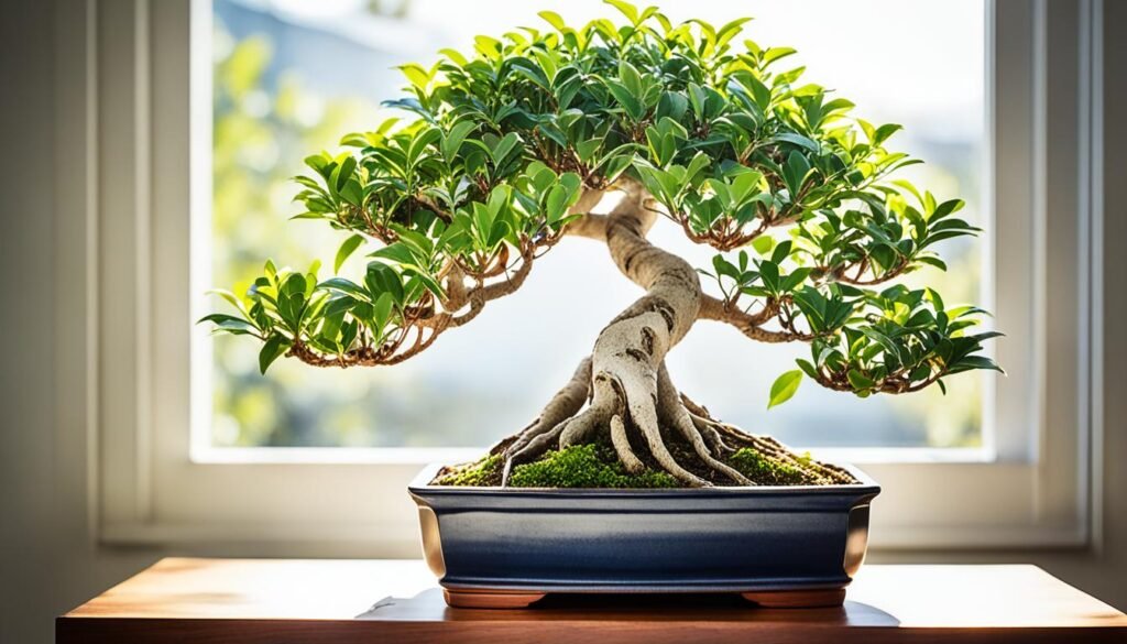 Ficus retusa