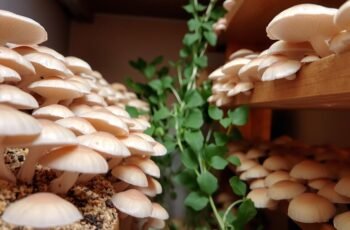 Boczniak ostrygowaty w domu: plony nawet w 2 tygodnie (krok po kroku)