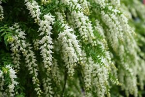 Tawuła (Spiraea) – niezawodny krzew na każdą rabatę: odmiany i pielęgnacja