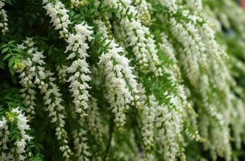 Tawuła (Spiraea) – niezawodny krzew na każdą rabatę: odmiany i pielęgnacja Tawuła (Spiraea) – niezawodny krzew na każdą rabatę: odmiany i pielęgnacja