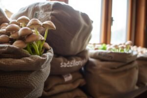 Pioppino (Agrocybe aegerita): aromatyczne grzyby z worków – przepis na sukces
