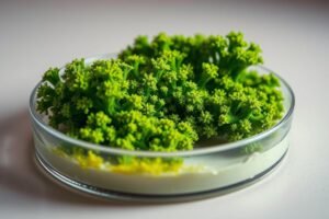 Kontaminacje pod lupą: jak rozpoznać i zatrzymać zielona pleśń (Trichoderma)