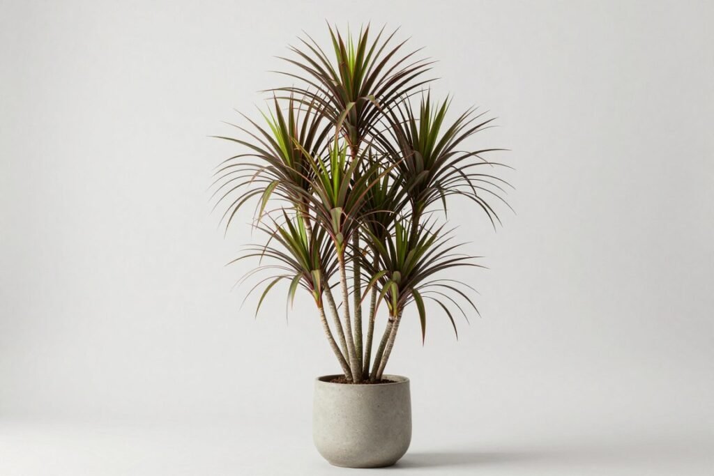 Dracena obrzeżona - łatwa w pielęgnacji roślina doniczkowa
