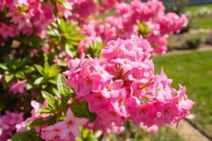 Krzewuszka cudowna: pielęgnacja dla długiego kwitnienia i regeneracja po zimie