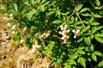 Śnieguliczka: krzew do trudnych miejsc – jak rośnie, jak ją kontrolować i kiedy przycinać