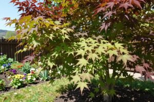 Klon palmowy w polskim ogrodzie – jak uprawiać go mimo chłodniejszych zim?