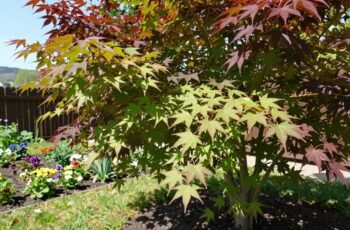 Klon palmowy w polskim ogrodzie – jak uprawiać go mimo chłodniejszych zim?