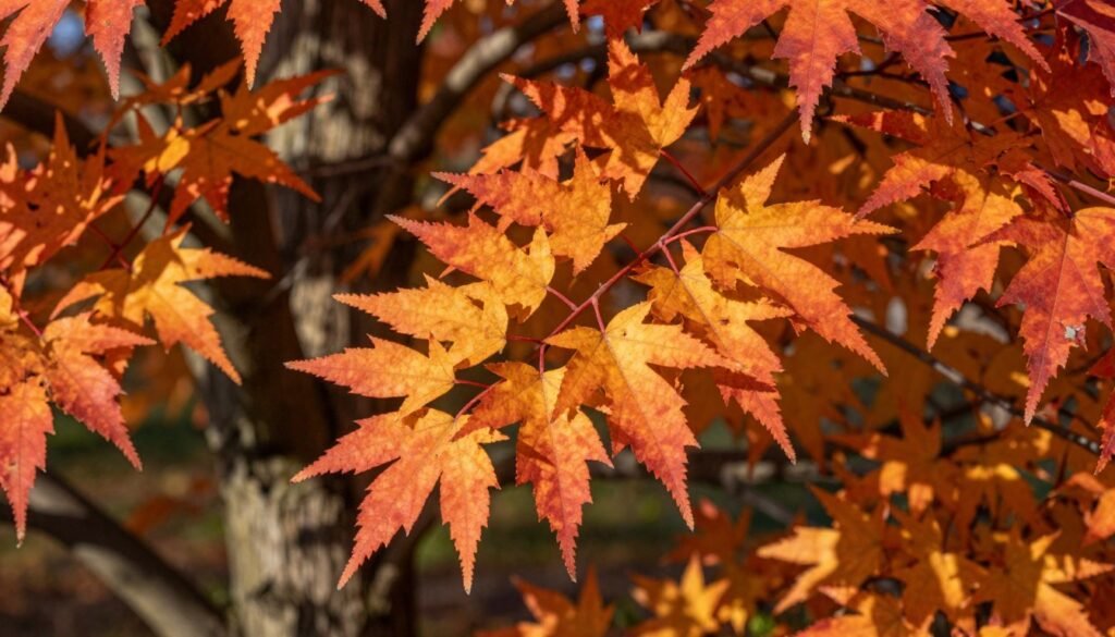 A close-up view of vibrant "Parrotia persica" leaves showcasing their stunning fall colors, with a rich palette of orange, red, and gold hues. The foreground features a cluster of these decorative leaves, showing off their unique serrated edges and glossy texture. In the middle ground, a softly blurred background includes hints of the tree's distinctive bark and surrounding foliage, creating a sense of depth. The lighting is warm and diffused, reminiscent of late afternoon sunlight filtering through the canopy, casting gentle shadows that enhance the colors. The atmosphere conveys a tranquil, autumnal vibe, inviting viewers to appreciate the beauty of this lesser-known ornamental tree. The image should be sharp and detailed, emphasizing the intricate patterns of the leaves without any text or distractions.