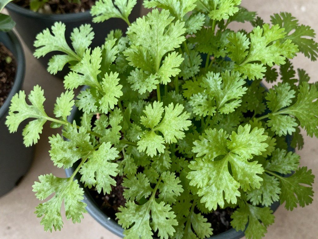 Kolendra w doniczce z charakterystycznymi pierzastymi liśćmi