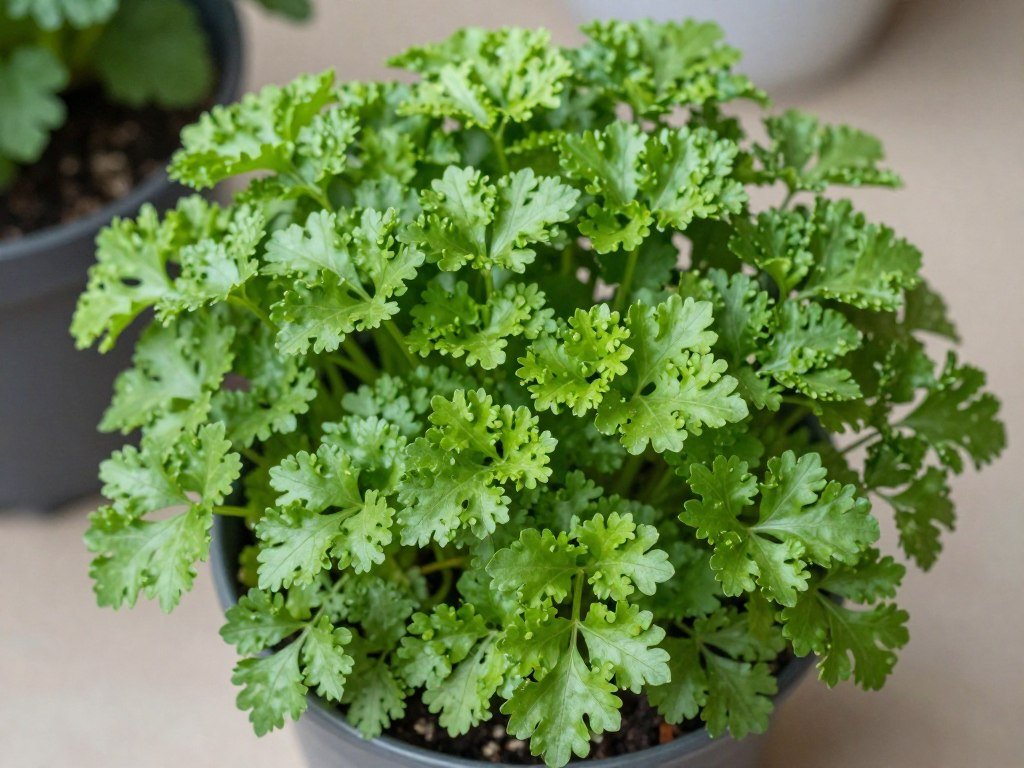 Pietruszka naciowa w doniczce z charakterystycznymi kędzierzawymi liśćmi