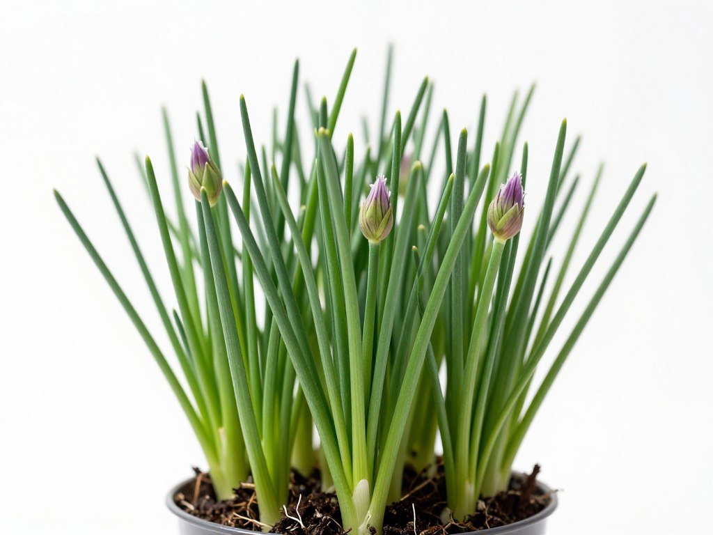 Szczypiorek w doniczce z charakterystycznymi rurkowatymi liśćmi