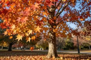 Ambrowiec amerykański – piękne jesienne liście, ale czy przetrwa polską zimę?