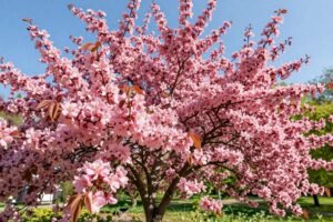 Judaszowiec kanadyjski – czy nadaje się do uprawy w Polsce? Praktyczny poradnik