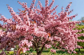 Judaszowiec kanadyjski – czy nadaje się do uprawy w Polsce? Praktyczny poradnik