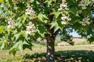 Katalpa, czyli surmia – czy to dobre drzewko ozdobne do polskich warunków?