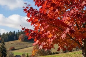 Klon czerwony – jak uzyskać intensywne wybarwienie liści w polskich warunkach?