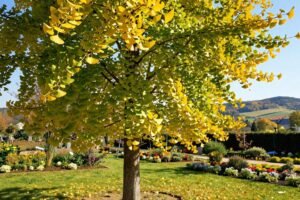 Miłorząb japoński – jak uprawiać drzewo o niezwykłych liściach w Polsce?