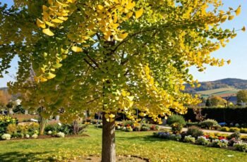 Miłorząb japoński – jak uprawiać drzewo o niezwykłych liściach w Polsce? Miłorząb japoński – jak uprawiać drzewo o niezwykłych liściach w Polsce?