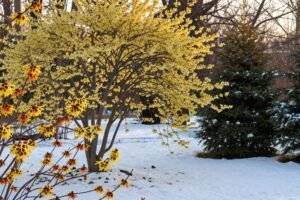 Oczar wirginijski i oczar pośredni – nietypowe drzewka kwitnące zimą i wczesną wiosną