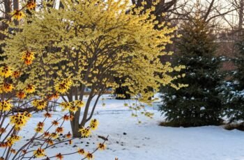 Oczar wirginijski i oczar pośredni – nietypowe drzewka kwitnące zimą i wczesną wiosną