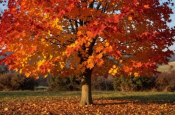 Parocja perska – mało znane drzewko ozdobne, które zachwyca jesienią