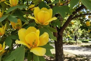 Tulipanowiec amerykański – jak uprawiać wyjątkowe drzewo ozdobne w Polsce?