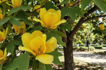 Tulipanowiec amerykański – jak uprawiać wyjątkowe drzewo ozdobne w Polsce? Tulipanowiec amerykański – jak uprawiać wyjątkowe drzewo ozdobne w Polsce?