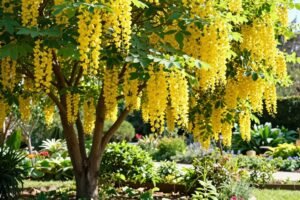 Złotokap pospolity – piękne, ale wymagające drzewko ozdobne do ogrodu